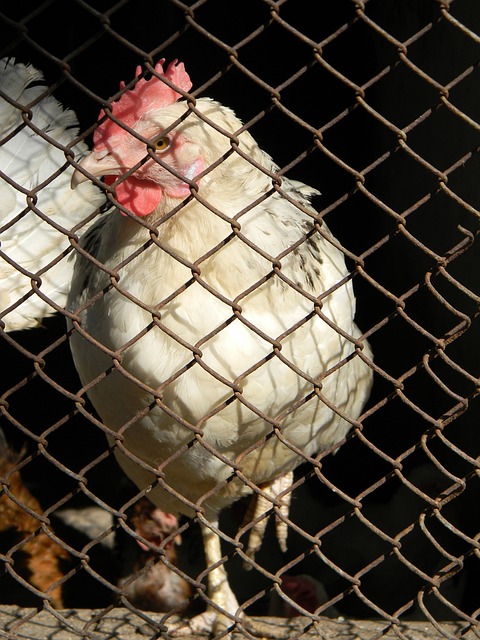 这种对胜利 这种对胜利